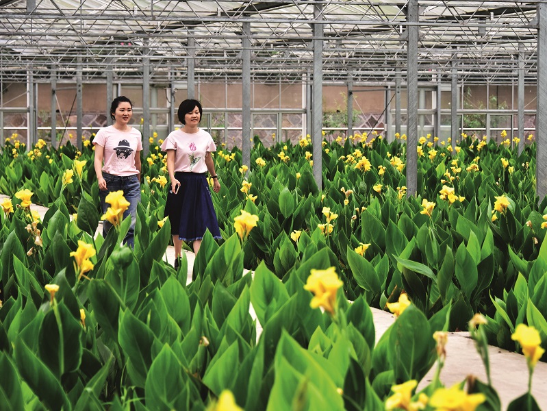 A flower planting base in Zhinan Village in Taihuyuan Town, Lin’an District, Hangzhou, capital of Zhejiang Province. VCG